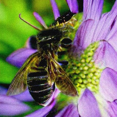 Rechenberg-Bienenmühle